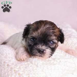 Mickey, Teddy Bear Puppy